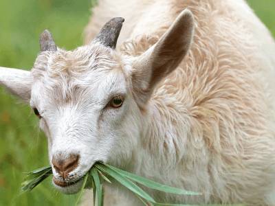 Молоко генномодифицированных коз способствует лечению онкологии