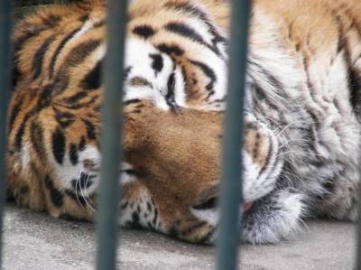 В Барнауле посетители до смерти закормили животных в зоопарке после его открытия