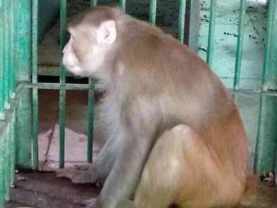 Агрессивного примата-алкоголика посадили в Индии за решетку