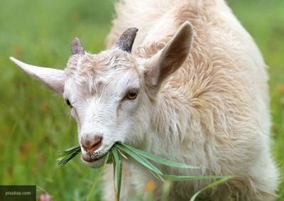 Ученые создали трансгенных коз, дающих молоко от рака