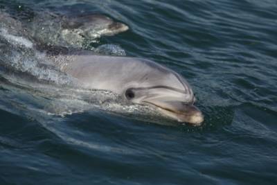 Дельфинов заметили у границы Петербурга в Финском заливе