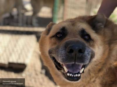 Приют для бездомных собак и кошек откроют в Самаре