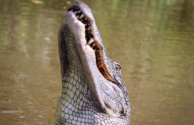 Аллигатор укусил за лицо залезшего в озеро ради наживы мужчину
