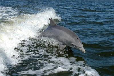 В Финском заливе в 65 км от Петербурга заметили дельфинов