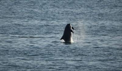 Вблизи Санкт-Петербурга впервые за 85 лет заметили дельфинов