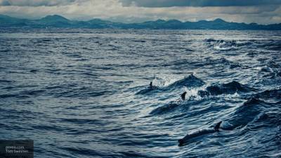 Группа дельфинов была замечена у берегов Финского залива на границе Петербурга