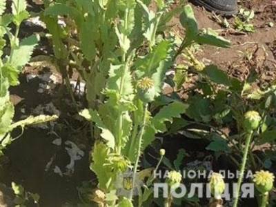 На Николаевщине мужчина выращивал у себя дома 430 кустов мака и конопли