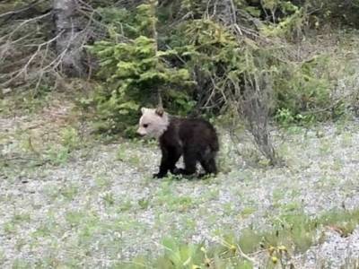 В Канаде родился уникальный медвежонок гризли с белой головой