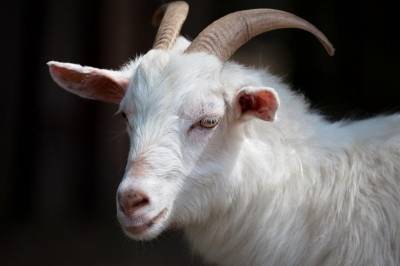 Учёные предложили лечить рак молоком генномодифицированных коз
