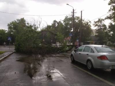 Огромное дерево рухнуло на автомобиль в Николаеве