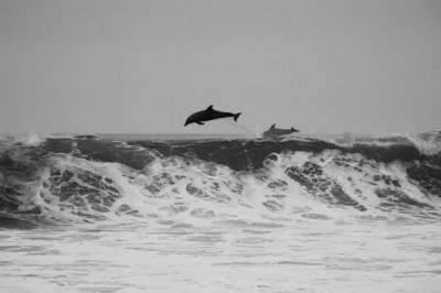 Дельфины были замечены у границы Санкт-Петербурга в Финском заливе