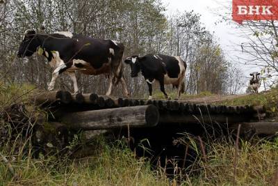 В Усть-Вымском районе обнаружили кладбище коров
