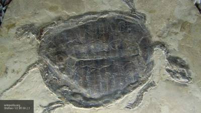 Черепаху возрастом 8 миллионов лет обнаружили в Ставропольском крае