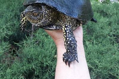 Черепаха по имени Звезда поселилась в волгоградском ботаническом саду