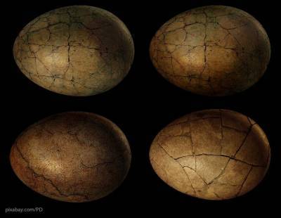 Ученые узнали, кому принадлежит найденное в 2011 году древнее яйцо