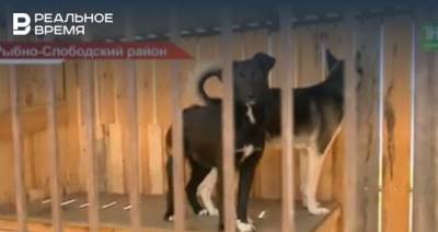 Исполком Рыбно-Слободского района требует от жительницы снести приют для животных — видео