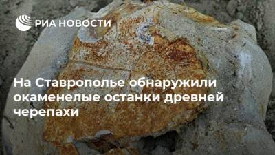 На Ставрополье обнаружили окаменелые останки древней черепахи