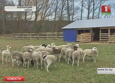 Впервые в Беларуси собираются разводить и выращивать гладкошерстную породу овец