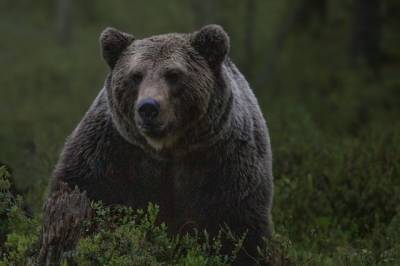 На Сахалине медведь утащил пожилую дачницу в лес