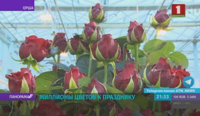 К весенним праздникам белорусские цветочники готовят миллионы букетов
