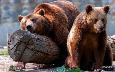 На Сахалине медведь загрыз пенсионерку на дачном участке