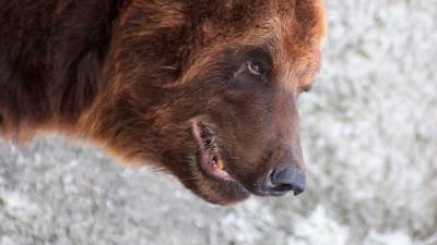 На Сахалине разъяренный медведь уволок женщину в лес и загрыз