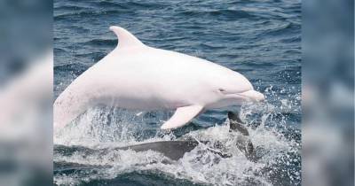 "Белый вожак" оказался "крашеным": ученые усомнились в существовании в Черном море дельфина-альбиноса