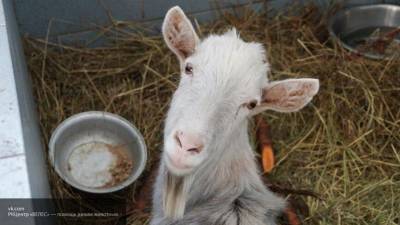 Молоко генно-модифицированных коз может использоваться для лечения рака