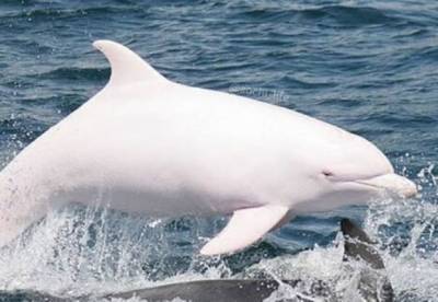 В Черном море обнаружили редчайшего дельфина-альбиноса (фото)