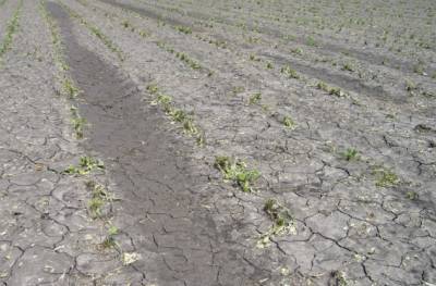 После града и ливня в Рязанской области пострадали посевы