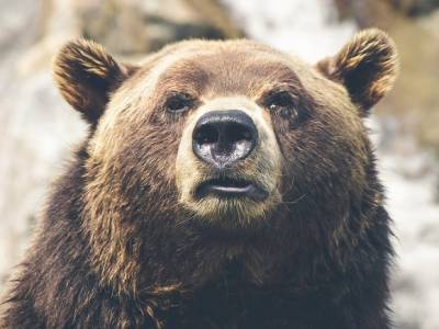 Медведь растерзал женщину на глазах у дачников на Сахалине