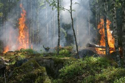 Целые сутки в Оренбургской области бушевали пожары