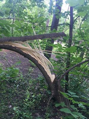 В парке, где жители против реконструкции, сломали дерево. Мэрия считает это провокацией