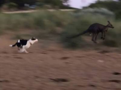 Два пса устроили погоню за кенгуру на австралийском пляже