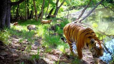 В Приморье попали на видео тигрица с детенышами у озера