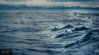 Андриевская: дельфины пришли в Финский залив из-за акустических нарушений