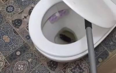 В Киеве крыса попала в квартиру через унитаз