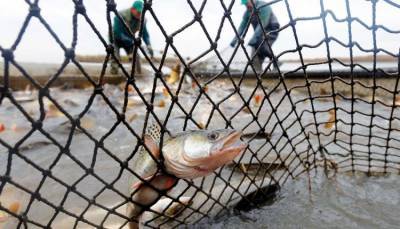 В украинских водоёмах рыбы становится всё меньше, – эксперты