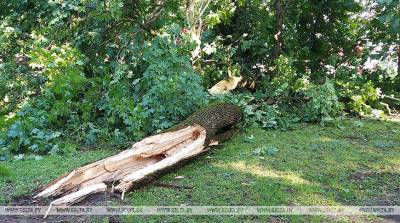 Последствия непогоды в Беларуси: десятки упавших деревьев и поврежденные авто