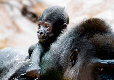 Малышу гориллы в Пражском зоопарке дали чудесное имя
