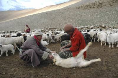 Конфликт между Индией и Китаем в Гималаях привел к гибели тысяч козлят, производящих лучший кашемир