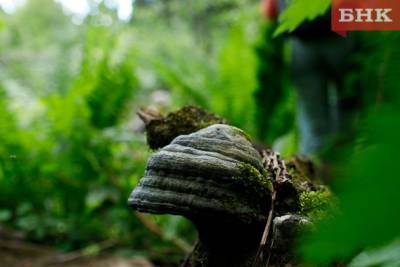 Минприроды Коми предложило штрафовать за сбор редких и исчезающих грибов