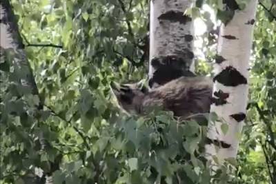 Петербуржцы беспокоятся за енота на дереве, который не может слезть третьи сутки