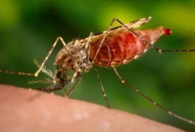 В Гродно зафиксировали случай малярии - grodno24.com - Мальдивы - Гродно - Ангола