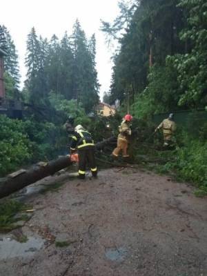 Последствия шторма: спасатели ликвидируют завалы деревьев в Мурино и Всеволожске