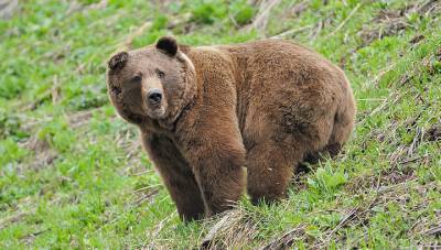 Медведи "вышли в люди": в Сочи хищники напали на СНТ