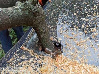 В Виннице упавшим деревом черешни разбило автомобиль