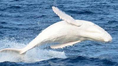 Уникального белого кита заметили у берегов Австралии