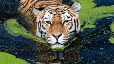 Опубликованы редкие кадры амурских тигров на водопое в Приморье