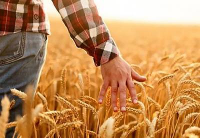 В Украине впервые отмечают День фермера